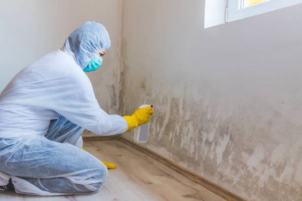 Licensed Mold Remediation service in Wheaton, IL - WQB Mold Removal